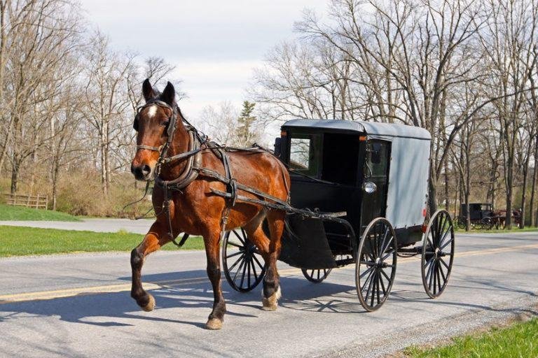 68x512 - Dream About Horse And Buggy – What It Could Indicate