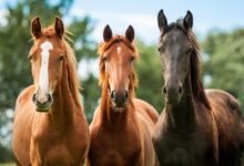 698 why did i dream about horses hidden messages and insights 220x150 - Dream About Horse Mating – Causes and Interpretations