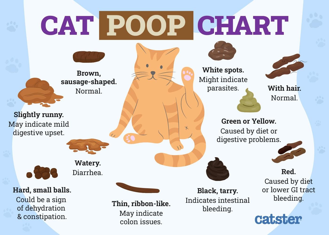 7 2024 - Dream About Seeing Cat Poop – Causes and Interpretations