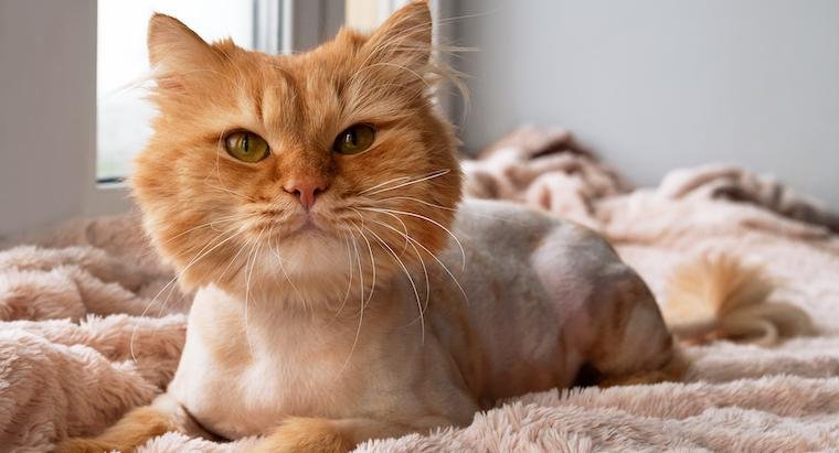 768552 - Dream About Cat Hair – Decoding the Message
