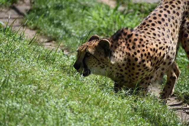 80 640.jpg66f5f5a527148 - Dream About A Lion Attacking Me – Exploring the Meaning