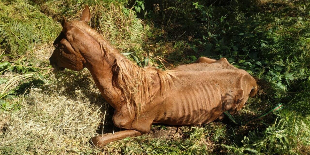 80x640 - Dream About A Horse Dying – Spiritual and Psychological Insights