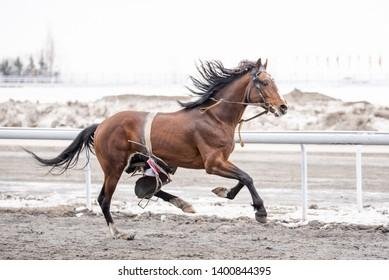 844395 - Dream About Runaway Horse – Hidden Messages and Insights