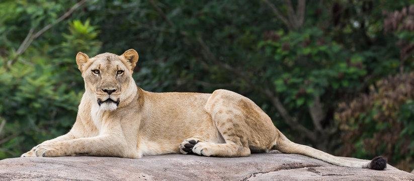 882aI0 - Dream About Female Lion In House – Causes and Interpretations