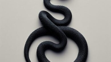 Dream About Black Snake In House – Causes and Interpretations