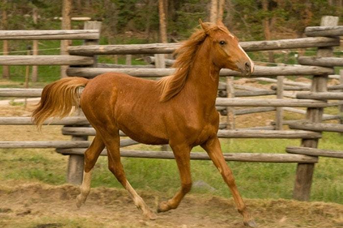 8 orig - Dream About Orange Horse – Understanding Its Implications