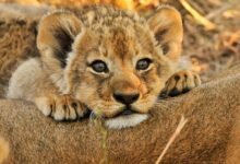 920 dream about baby lion spiritual and psychological insights 220x150 - Dream About Lion Trying To Eat Me – Causes and Interpretations