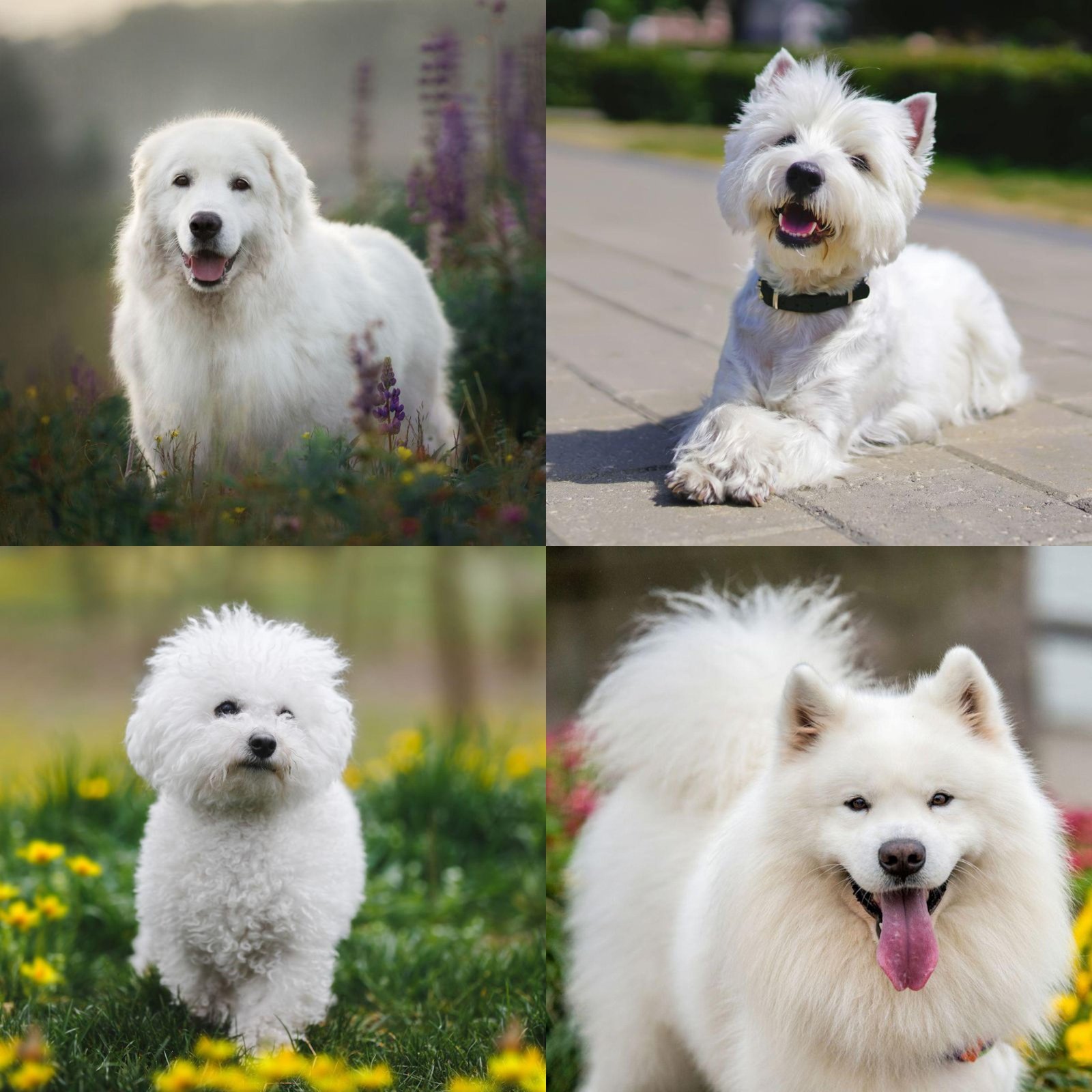 933713 - Dream About 2 White Dogs – Analysis and Explanation