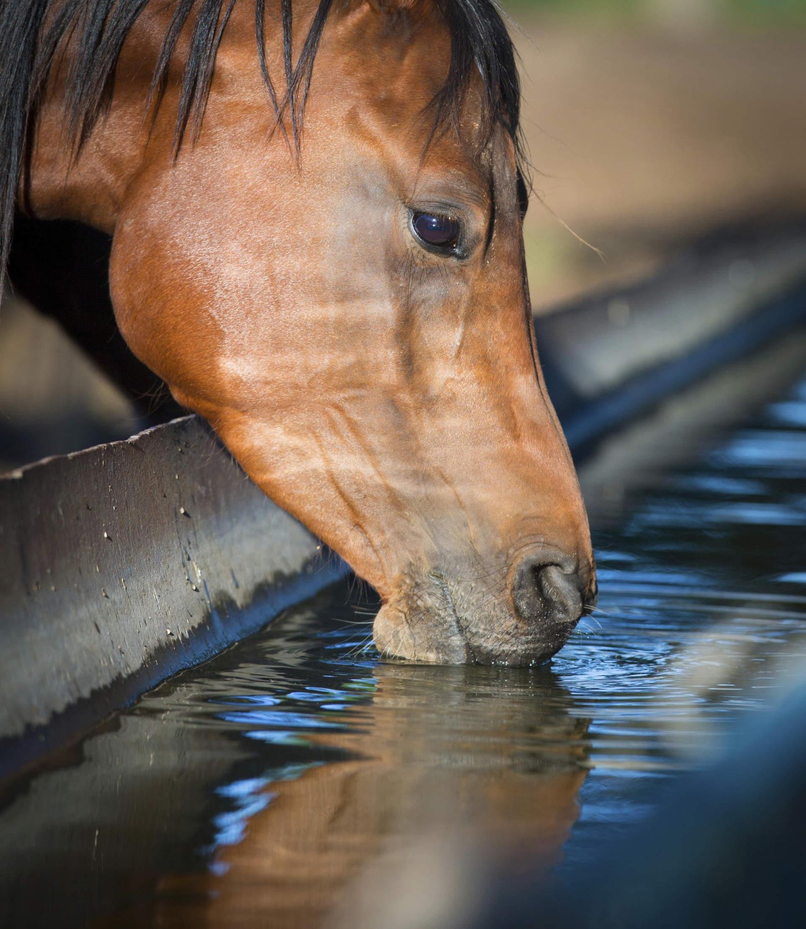 95 jpg - Dream About Horse In Water – Hidden Messages and Insights