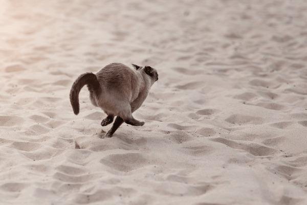 960131 - Dream About Cat Running Away – Exploring the Meaning