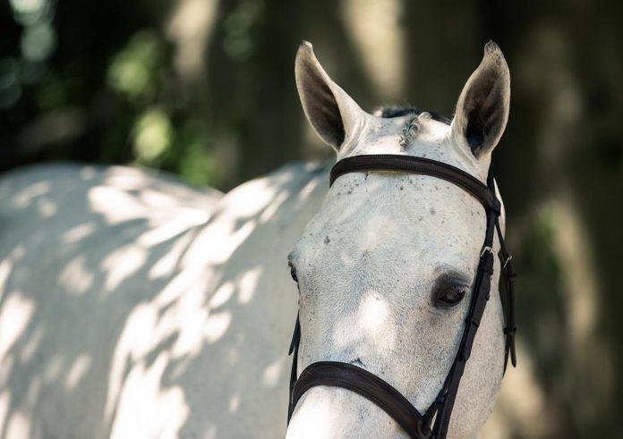 96x491 - Dream About Uncontrollable Horse – Exploring the Meaning