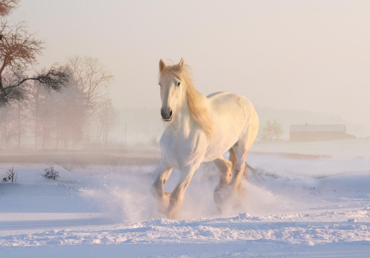 9 1280 - Dream About White Horse Dying – Causes and Interpretations