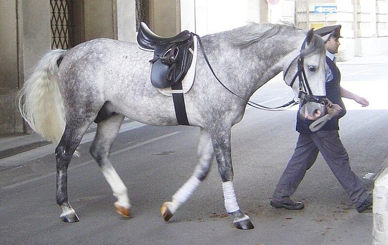 C02439 - Dream About A Gray Horse – What It Represents
