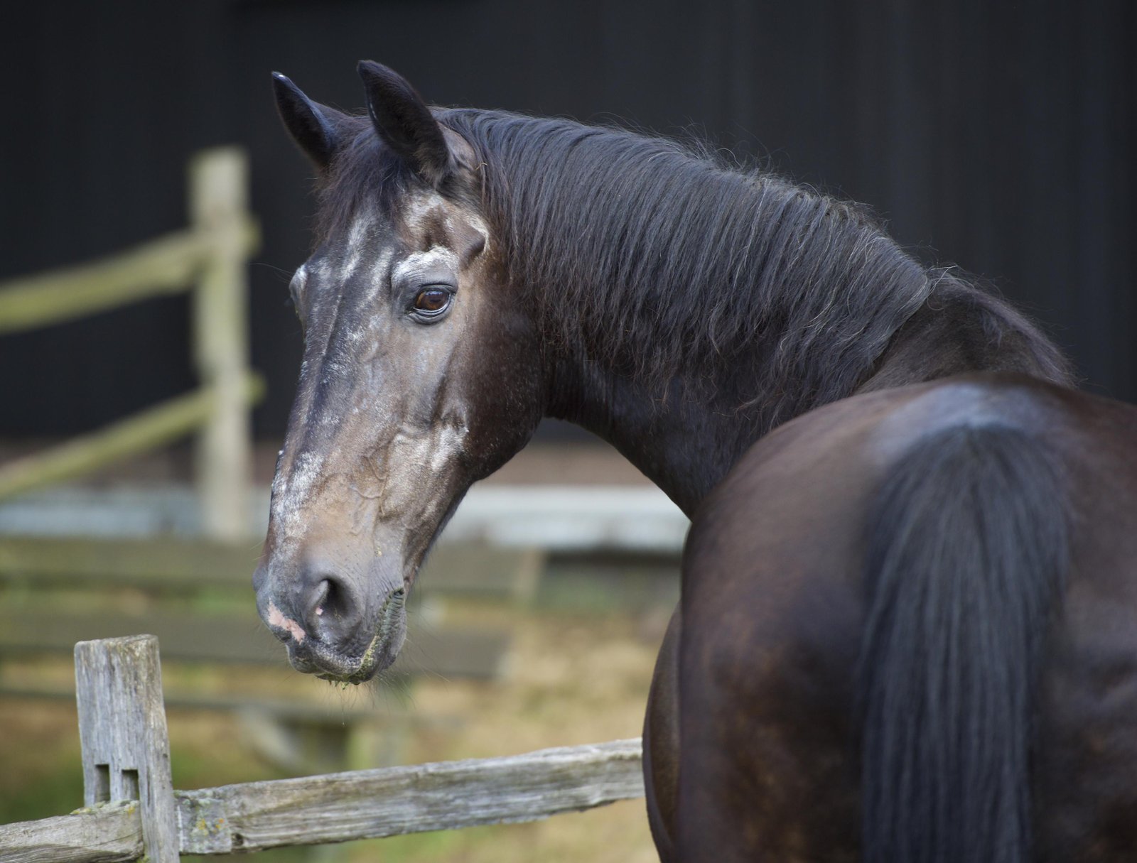 Horse2 - Dream About Old Horse – What It Represents