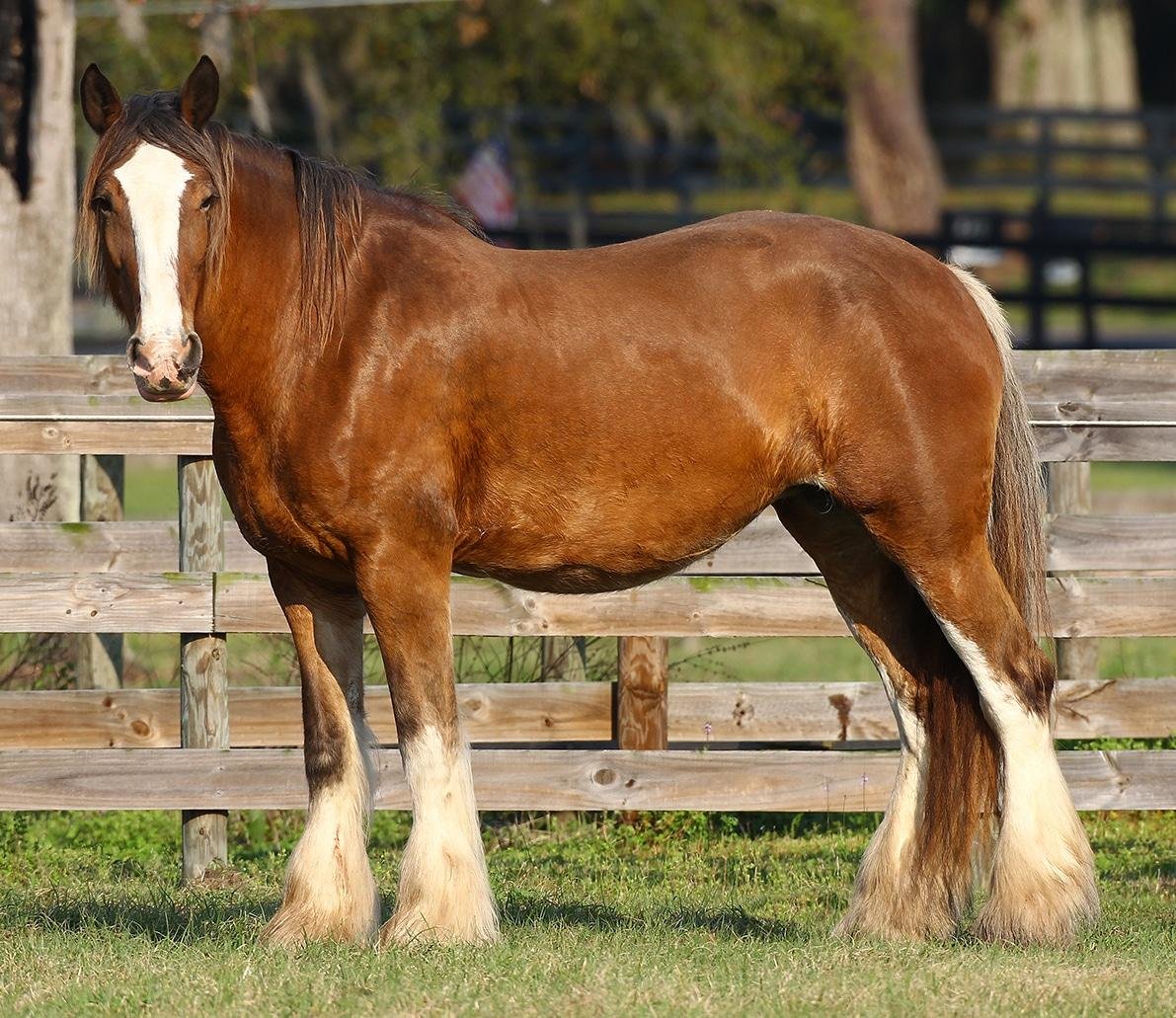 LSMALL - Dream About A Clydesdale Horse – Hidden Messages and Insights