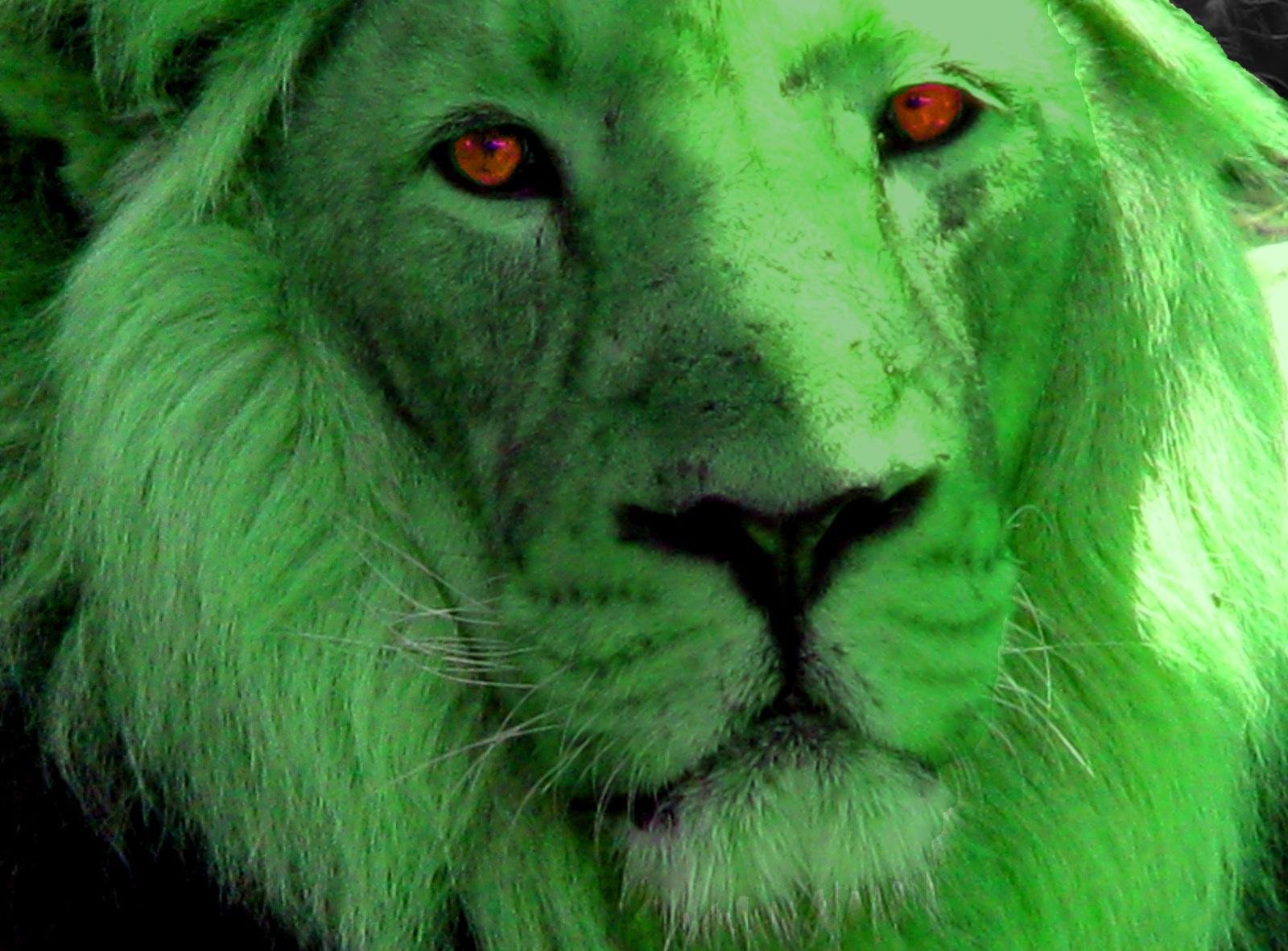 Shuker - Dream About A Green Lion – Decoding the Message