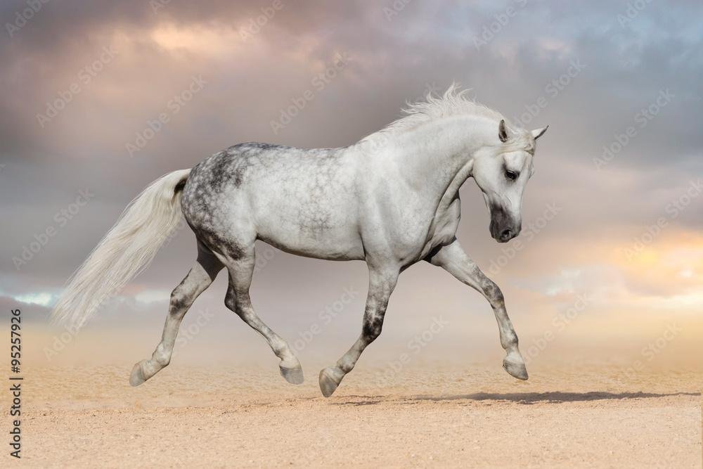 SnG8nL - Dream About Grey Horse – What It Could Indicate