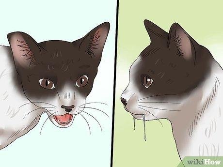 Step 3 - Dream About Rabid Cat – Analysis and Explanation