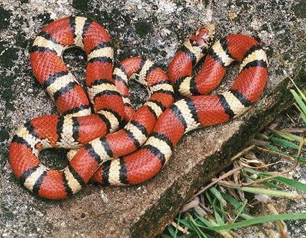 snake - Dream About Red Snake In Islam – Spiritual and Psychological Insights