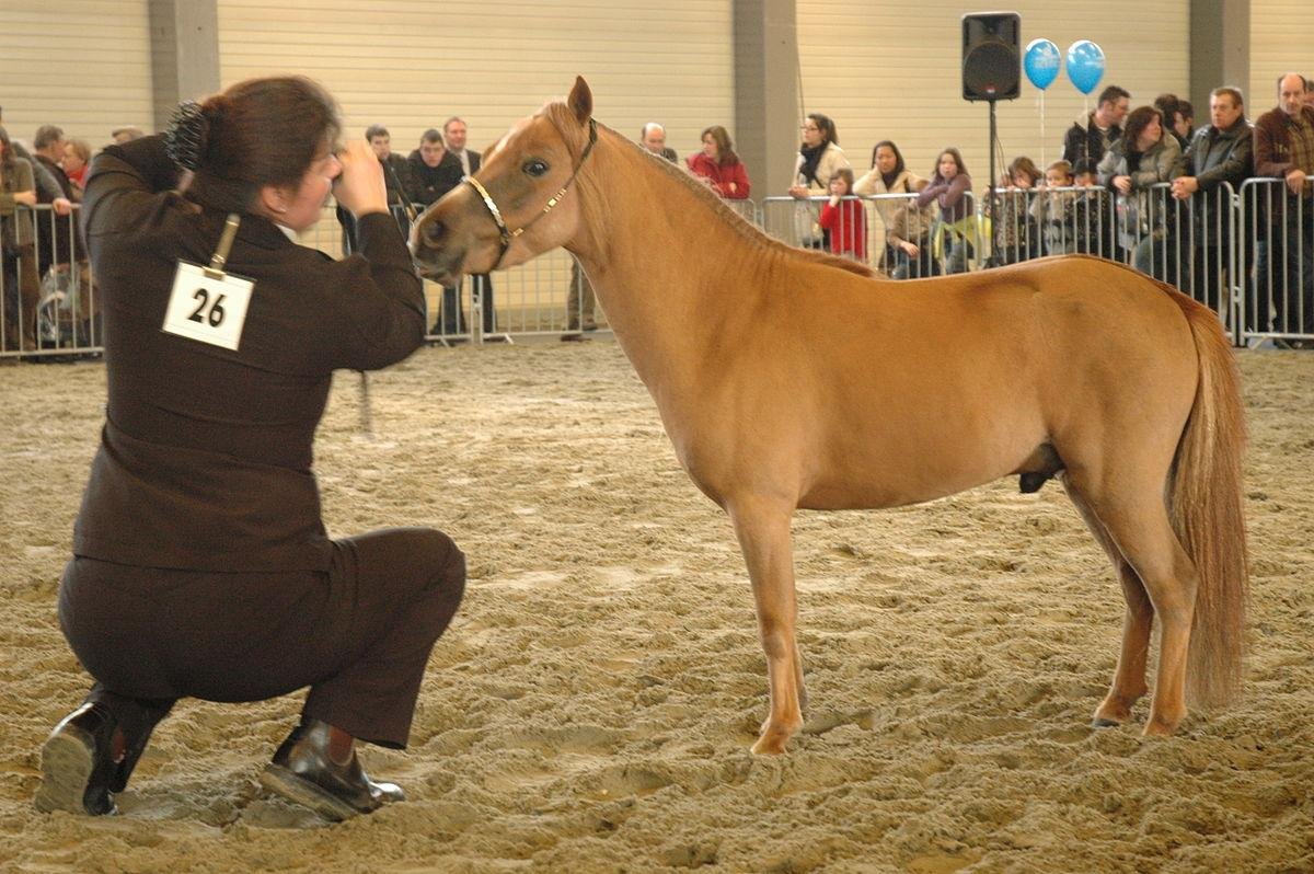 aardje - Dream About Small Horse – Causes and Interpretations
