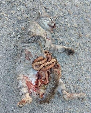 ad Cat - Dream About Dead Cat In Islam – Analysis and Explanation