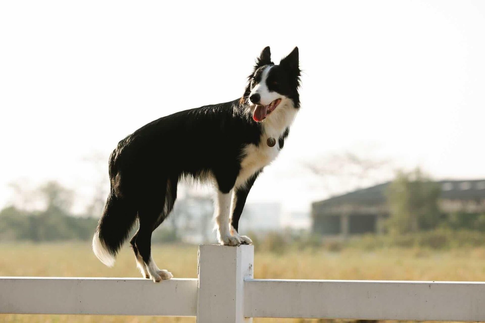 ader 1 - Dream Of Dog Jumping Over Fence – What It Could Indicate