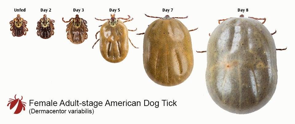 ale1 1 - Dream About Dog Having Ticks – Understanding Its Implications