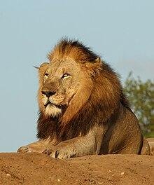 ale 6y.jpg66ea5ed6984f8 - Dream About A Lion Protecting Me – What It Represents