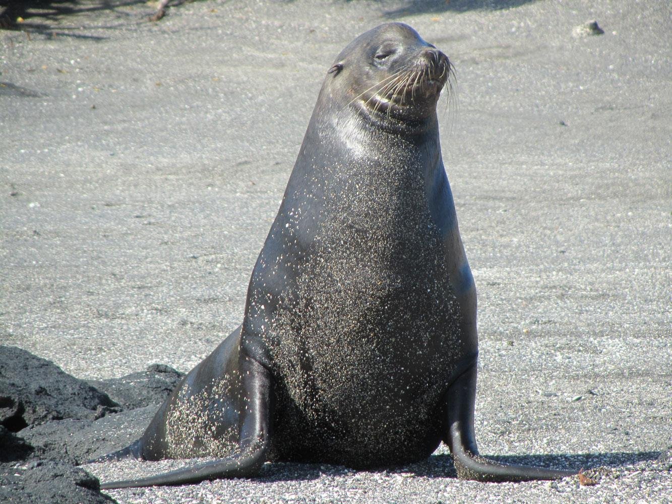 apagos - Dream About Sea Lion – Spiritual and Psychological Insights