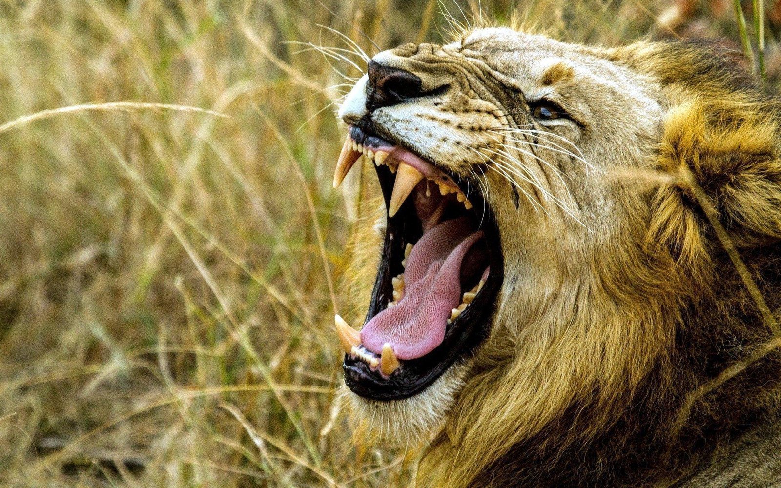 attack - Dream About Lion Attacking Someone – Decoding the Message