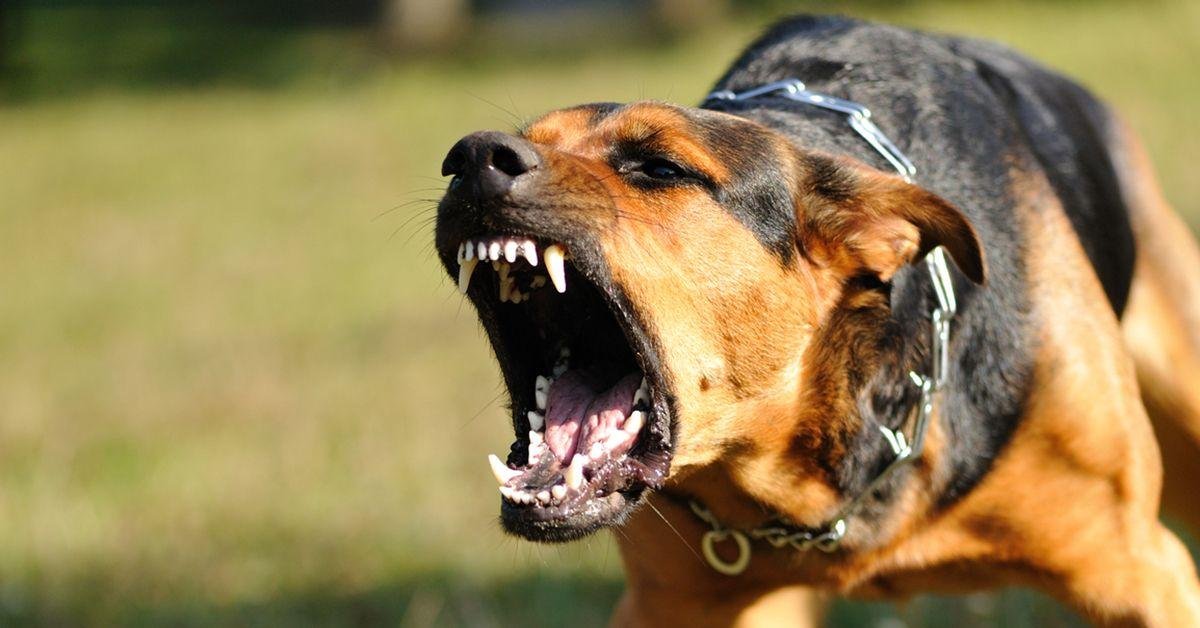 attack.jpg66ebcb012735b - Dream About Dog Attack Islam – Decoding the Message