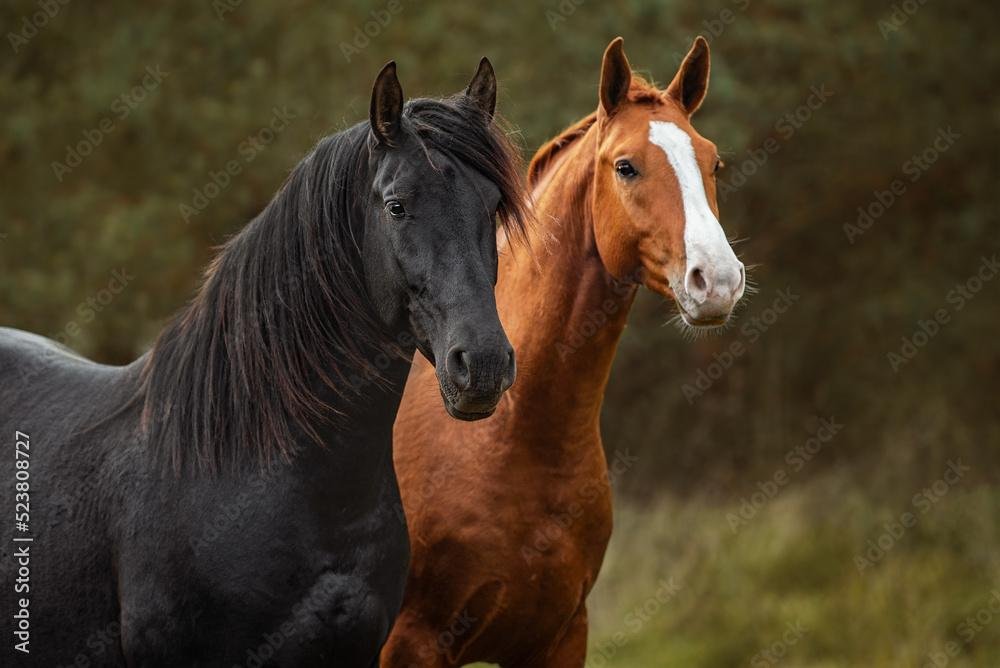 auBgAR - Dream About Two Horses – Causes and Interpretations