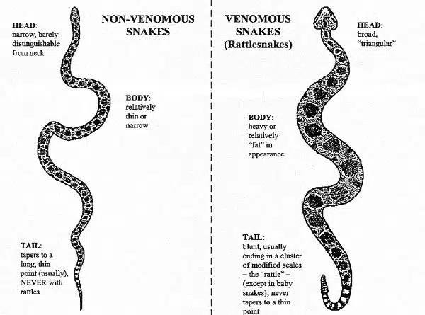 bb25cd - Dream About Non Venomous Snakes – Hidden Messages and Insights