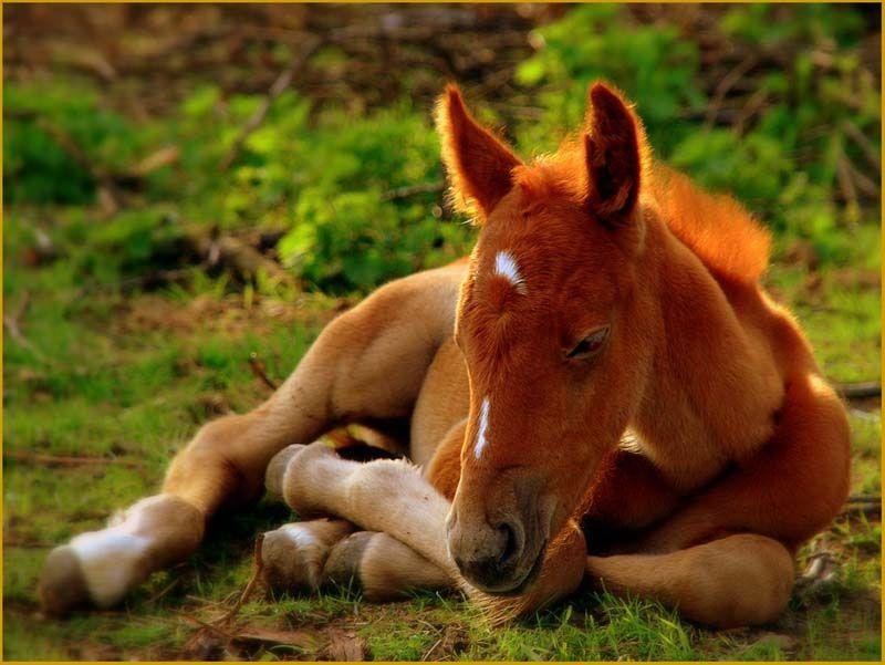 bc313a - Dream About Orange Horse – Understanding Its Implications