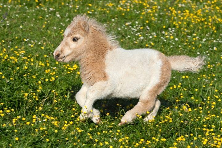 bella2 - Dream About Small Horse – Causes and Interpretations