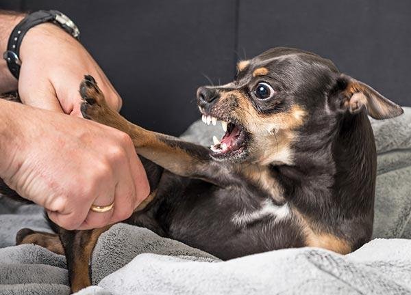 biting - Dream About Dog Biting My Finger – Symbolism and Significance