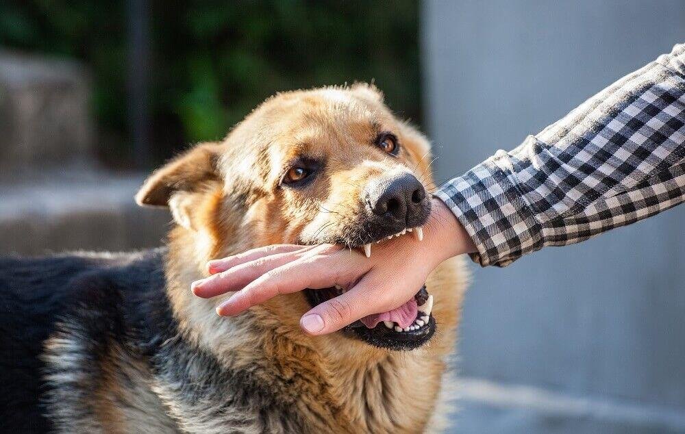 biting.jpg66f9086752ca7 - Dream About Being Bitten By A Dog On The Hand – Exploring the Meaning