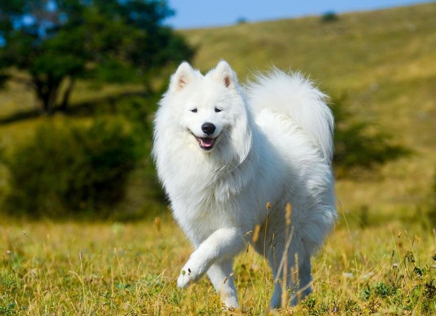 breeds - Dream About 2 White Dogs – Analysis and Explanation