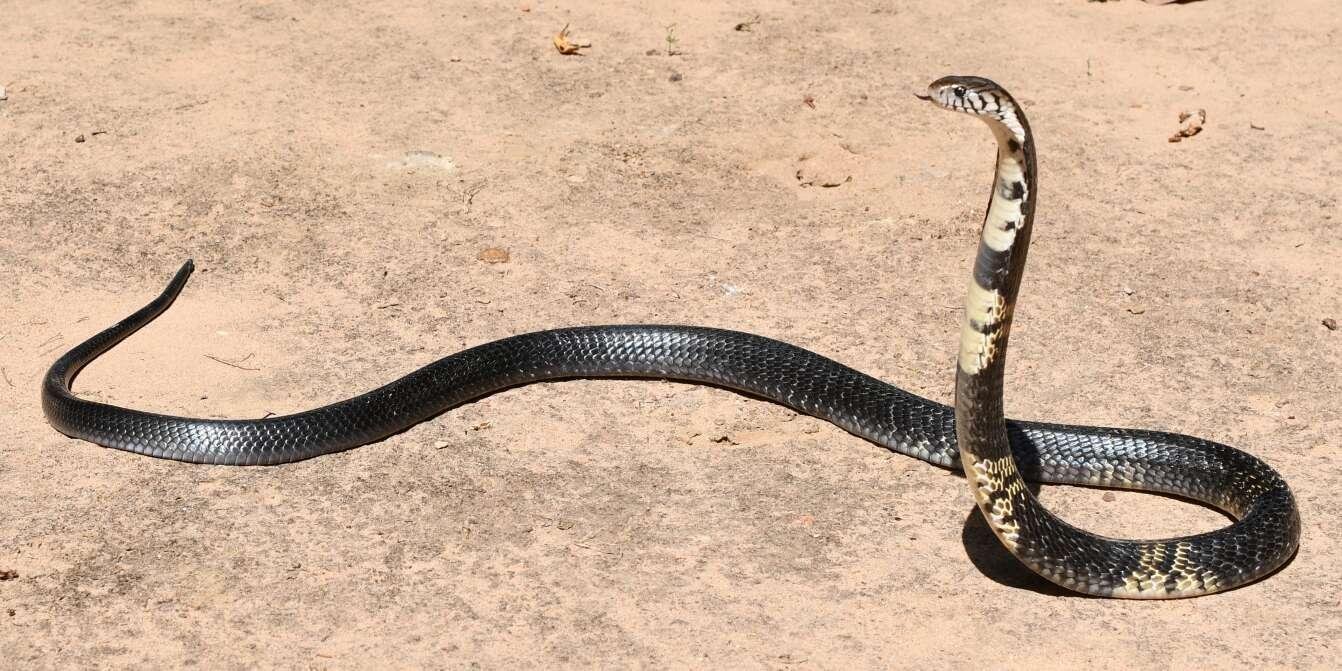c 8129.JPG66fa5db17bcf0 - Dream About Snake And Killing It – Analysis and Explanation