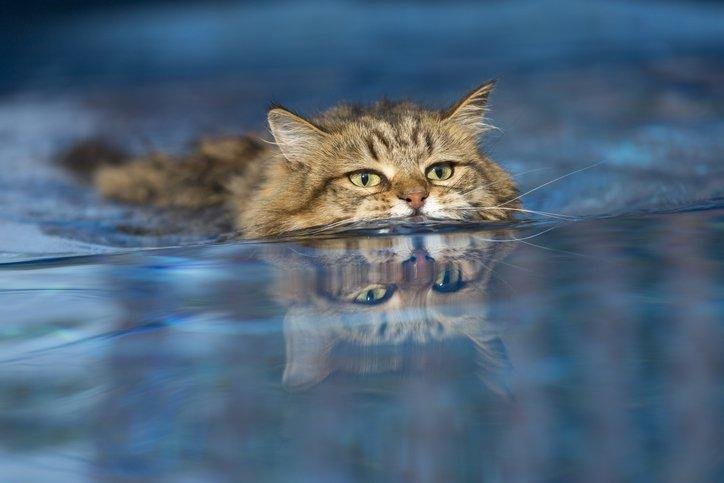 c5kcr6 - Dream About Cat In Water – Understanding Its Implications