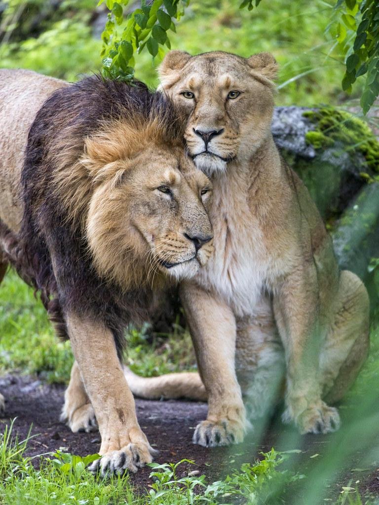 cf7b b - Dream About Cuddling A Lion – Analysis and Explanation