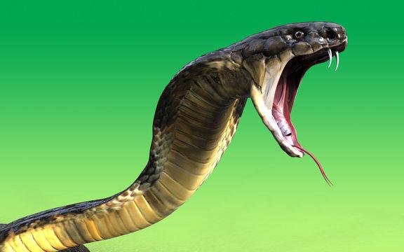 cjstvI - Dream About Snake Attacking Me – Understanding Its Implications