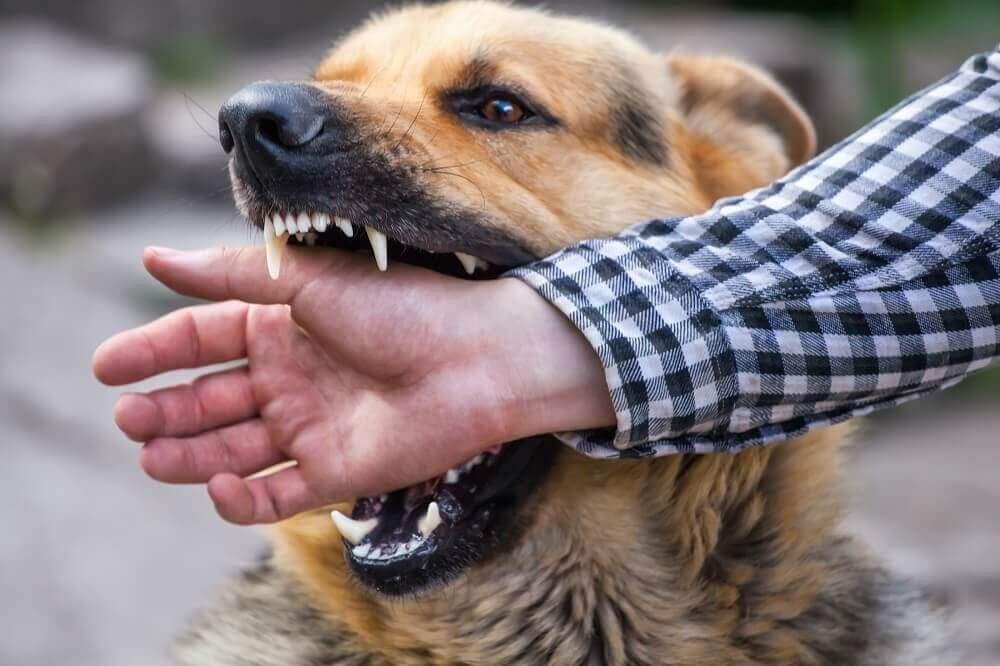 d bite - Dream About Dog Biting Hand – Understanding Its Implications