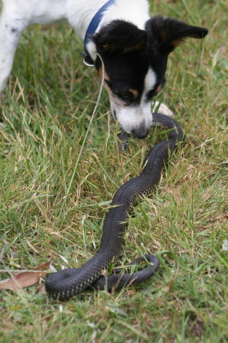 d yard - Dream About Dog Killing Snake – Causes and Interpretations