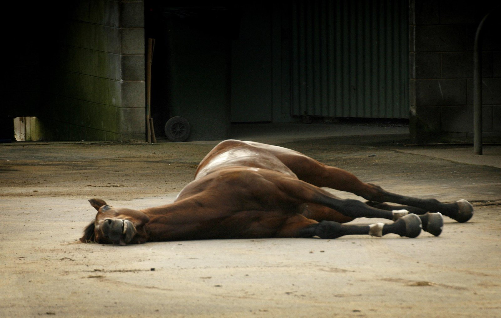 dotcom - Dream About A Horse Dying – Spiritual and Psychological Insights