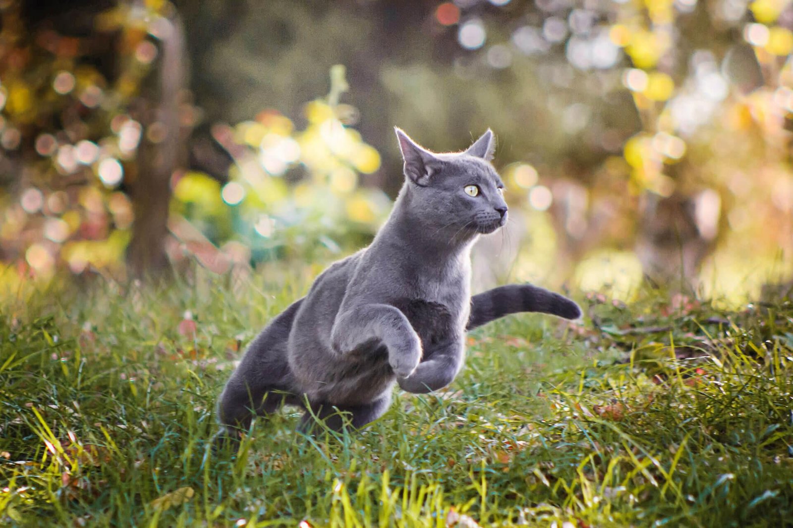 du tun - Dream About Cat Running Away – Exploring the Meaning