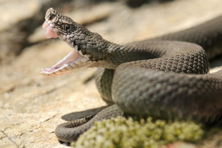 e bite.jpg66f749007f45f - Dream About A Snake Biting A Loved One – Analysis and Explanation