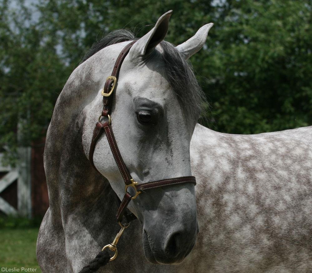 e 1000 - Dream About A Gray Horse – What It Represents