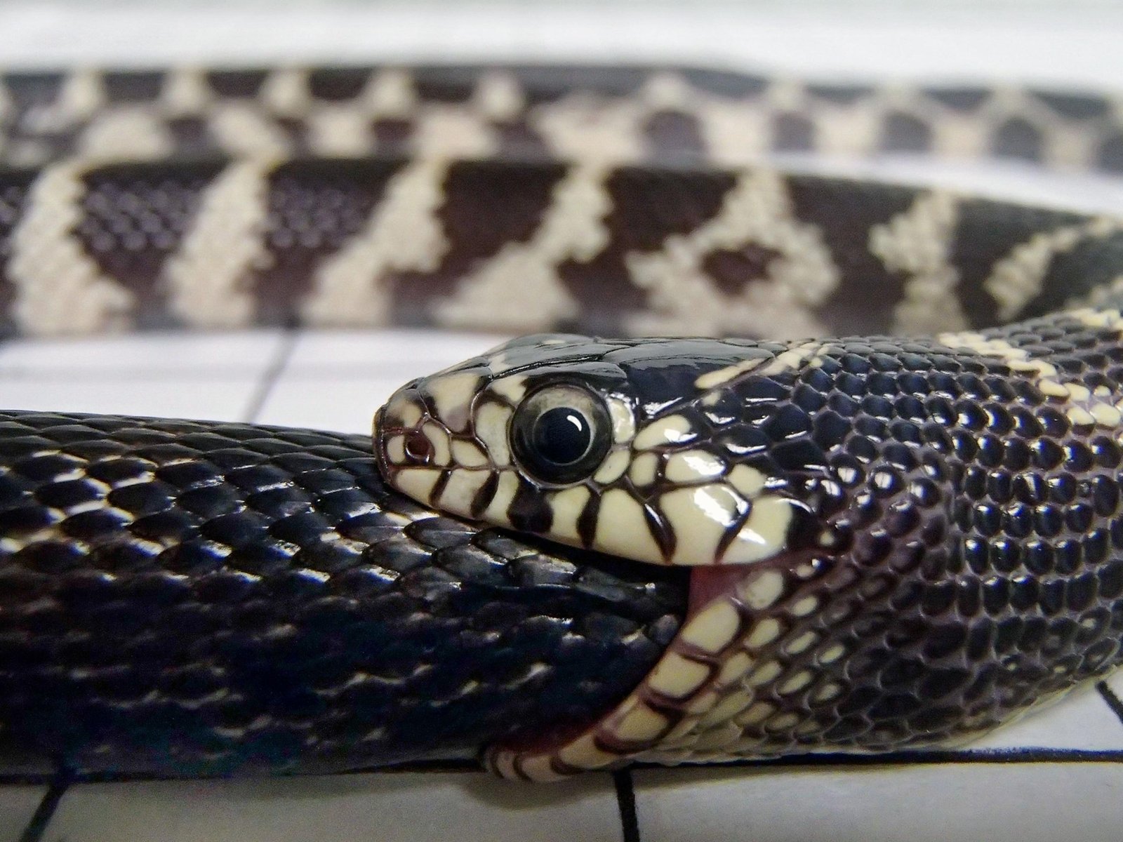 eating - Dream About Snake Eating Another Snake – Understanding Its Implications