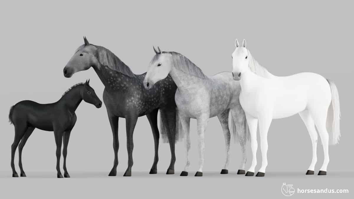 eature - Dream About Grey Horse – What It Could Indicate